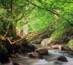 Torrente